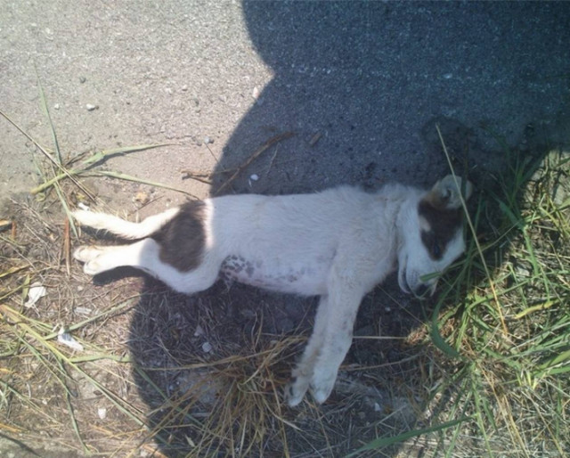 Κτήνος κακοποίησε μέχρι θανάτου κουταβάκια δύο μηνών!