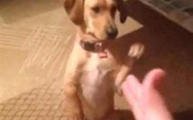 Βίντεο με σκύλους υπάρχουν πολλά! Σαν αυτό όμως κανένα!