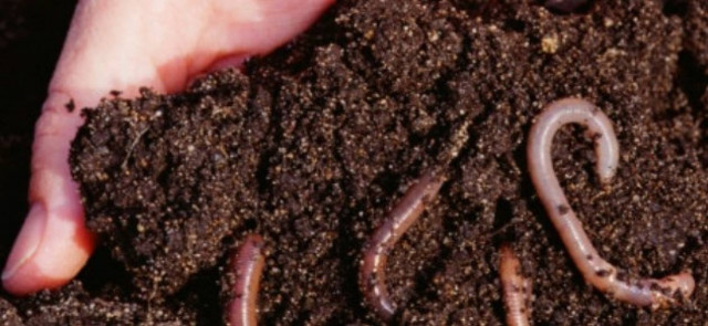 Έσκαβε για σκουλήκια και βρήκε όπλο