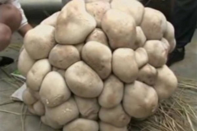 Βρέθηκε μανιτάρι γίγας 15 κιλών!