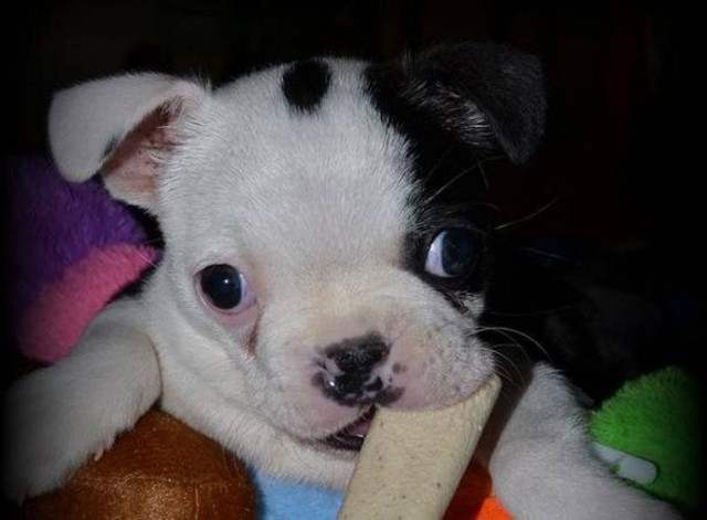 Βίντεο: Η συγκλονιστική ιστορία του μικρού κουταβιού με αναπηρία