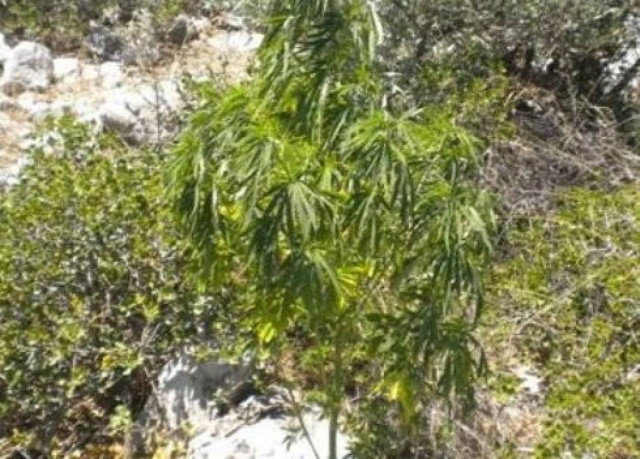 Έσβηναν τη φωτιά και βρήκαν χασισοφυτεία