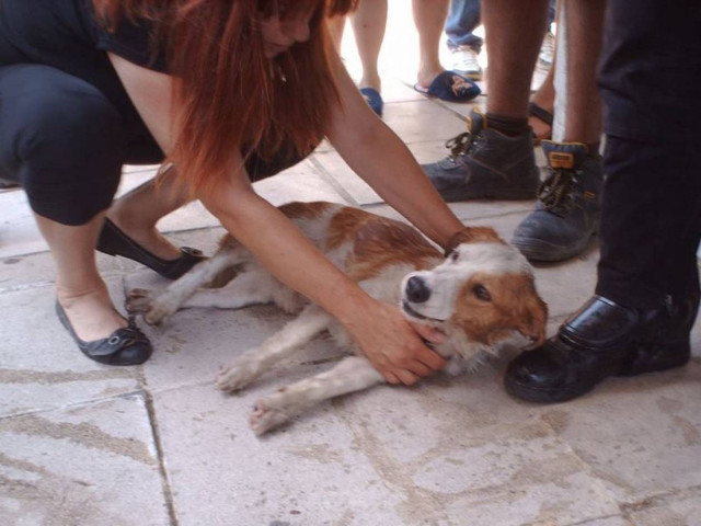 Ανεξέλεγκτες διαστάσεις παίρνει η κακοποίηση ζώων