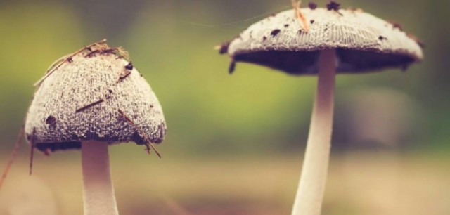 Αυτό είναι το μεγαλύτερο μανιτάρι στον κόσμο