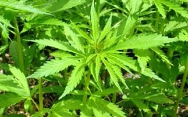 Καλλιεργούσε κάνναβη στο προαύλιο του σπιτιού του