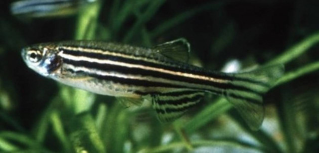 Το ψάρι – ζέβρα έχει ικανότητες αυτοΐασης