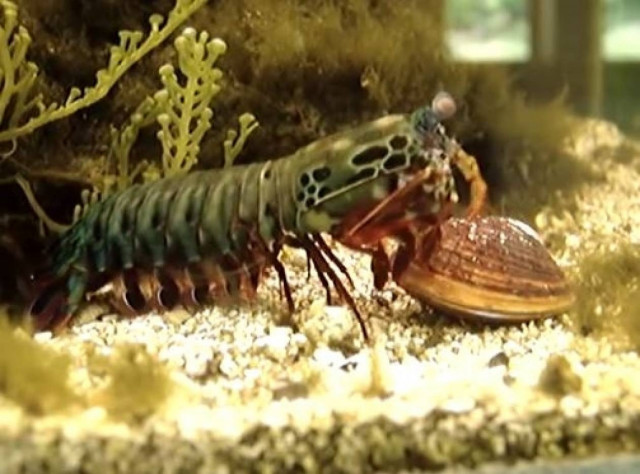 Γαρίδα Mantis: Μία εξελιγμένη θανατηφόρα μηχανή της φύσης