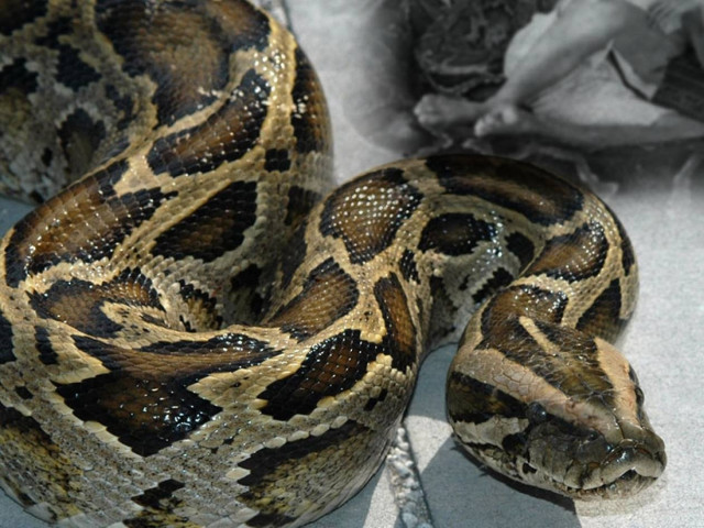 ΣΟΚ στον Καναδά: Πύθωνας έπνιξε 2 μικρά παιδιά στον ύπνο της