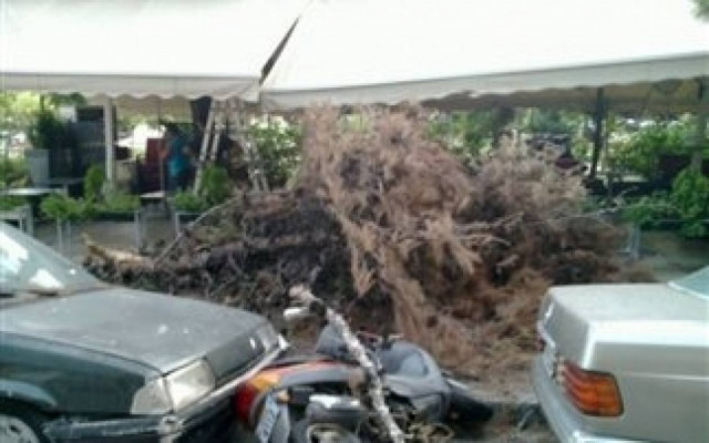 Πάτρα: Τους ήρθε το πεύκο στο... κεφάλι