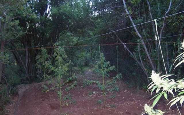 Φυτεία με 107 δενδρύλλια κάνναβης στην Αρκαδία