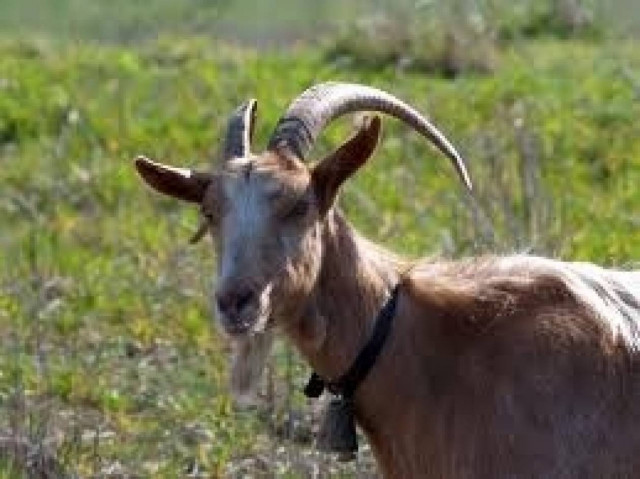 Πρέβεζα: Μαζί με τα εργαλεία έκλεψαν και τον... τράγο!!!