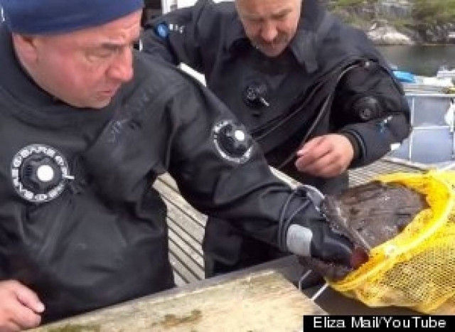 Bίντεο: Παραλίγο να του φάει το χέρι ένα... ψάρι!