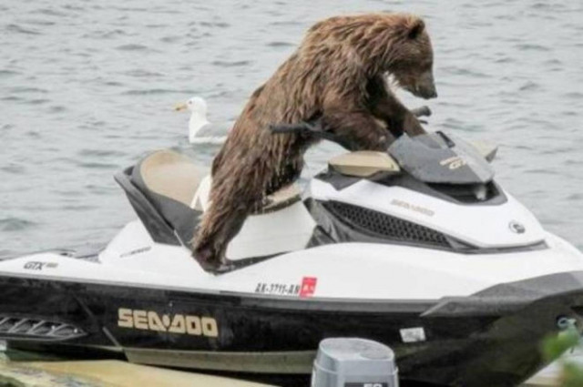 Αρκούδα κάνει τζετ σκι!