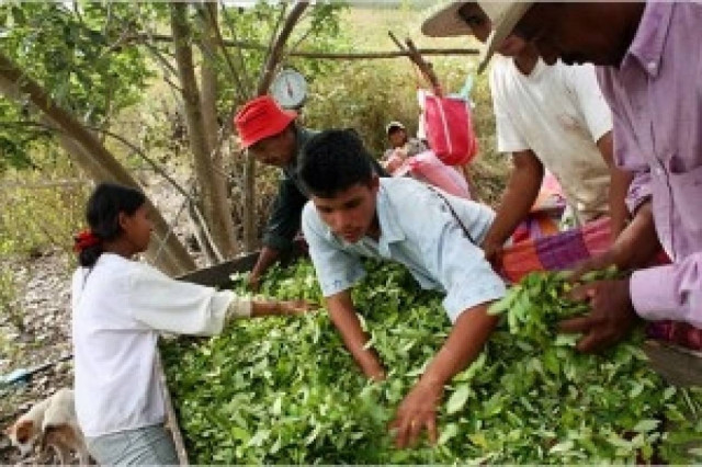 Μειώθηκε η παραγωγή κοκαΐνης στην Κολομβία