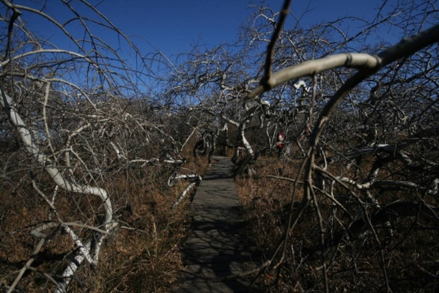 Βαριά η κληρονομιά του Τσέρνομπιλ στα δέντρα της περιοχής