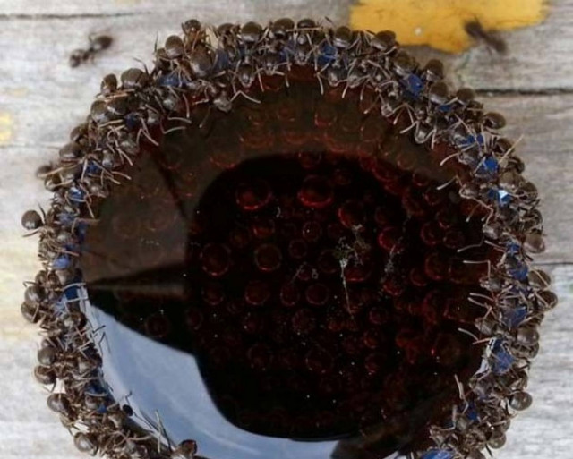 Δείτε πώς κάνουν τα μυρμήγκια μόλις βρεθούν κοντά σε αναψυκτικό!