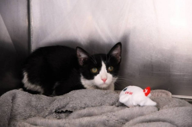 Επτάψυχος «λαθρεπιβάτης»: Ταξίδεψε Αθήνα - Ζυρίχη  χωρίς… εισιτήριο!