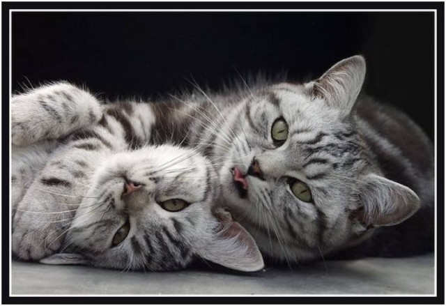 Κάνει το γύρο του διαδικτύου: Ο χωρισμός ενός ζευγαριού γατιών!