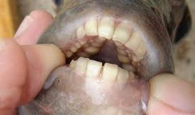 Πανικός στους Σουηδούς: Εντοπίστηκε ψάρι που δαγκώνει τους....(video)