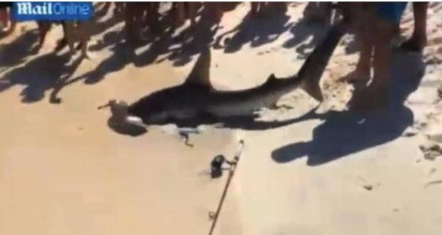 Βίντεο: Καρχαρίας... γέννησε μπροστά σε λουόμενους