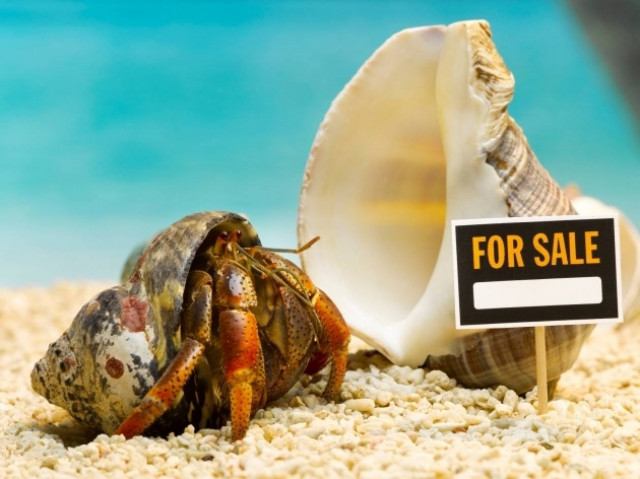 Τα ζώδια πάνε παραλία, μέρος Α΄