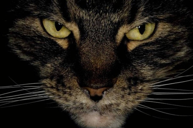 ΣΟΚ: Βρήκαν το πτώμα της μετά από βδομάδες φαγωμένο από...