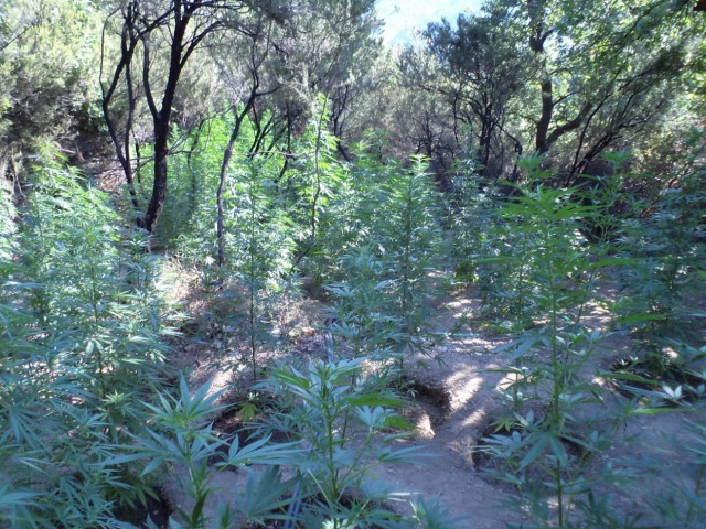 Εντοπίστηκε χασισοφυτεία με 828 δενδρύλλια στον Μυλοπόταμο Ρεθύμνου