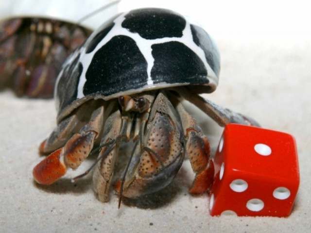 Τα ζώδια πάνε παραλία, μέρος B΄