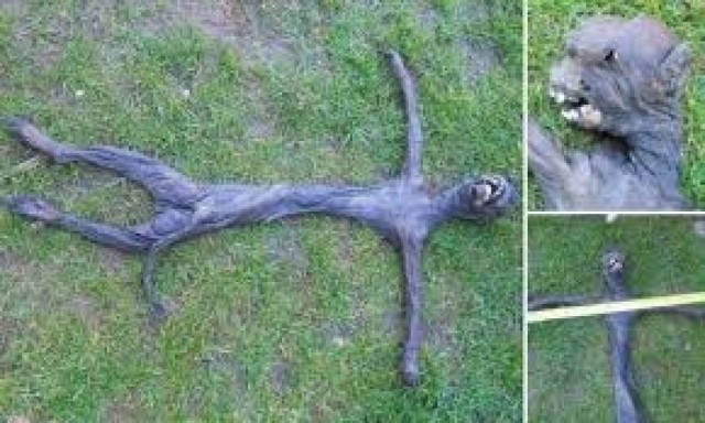 ΣΟΚ: Βρήκαν ένα περίεργο, εξωγήινο πλάσμα!