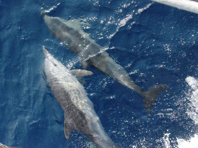 Νεκρά δελφίνια στις βουλγαρικές ακτές