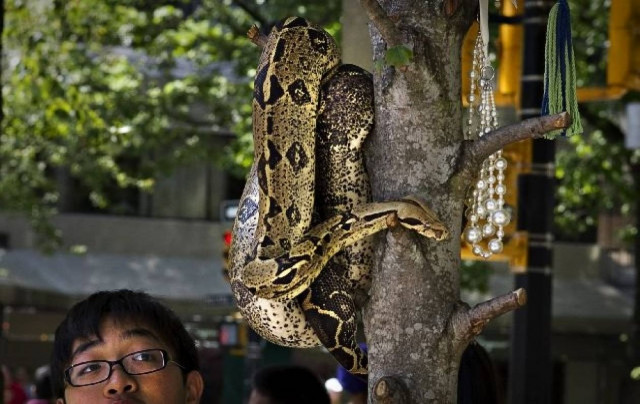 Απίστευτο: Έχει για κατοικίδιο έναν... βόα! (pics)