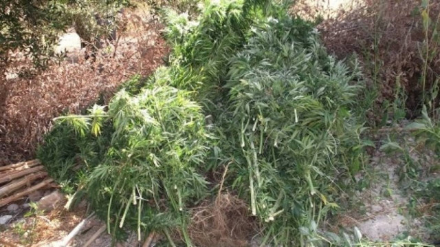 Χειροπέδες σε 47χρονο για... μίνι χασισοφυτεία