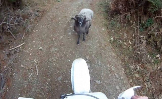 Ξεκαρδιστικό βίντεο: Μοτοσικλετιστής εναντίον... προβάτου!