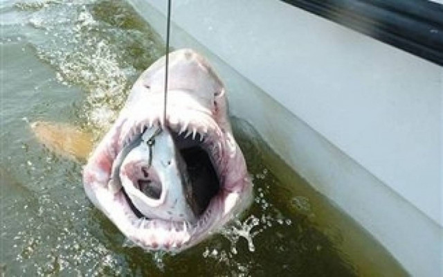 Η φώτο που σαρώνει: Ο θηρευτής έγινε... θήραμα