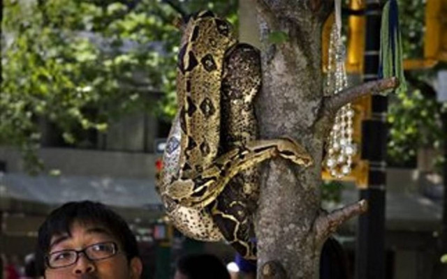 Ένα διαφορετικό κατοικίδιο