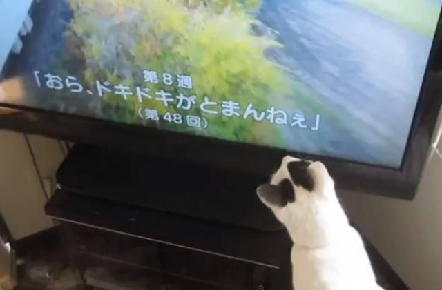 Βίντεο: Μια γάτα που έχει αγαπημένη εκπομπή