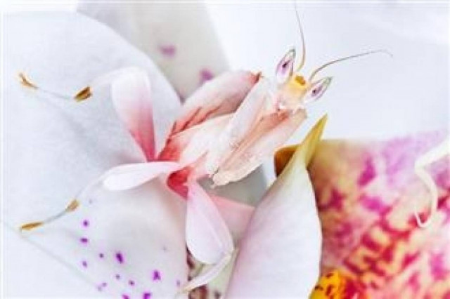 Δέκα έντομα με υπερφυσικές ικανότητες!