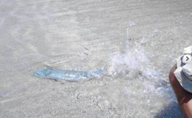 Επικίνδυνο λαγόψαρο στην Ιεράπετρα