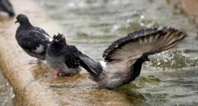 Περιστέρια – ζόμπι στη Μόσχα