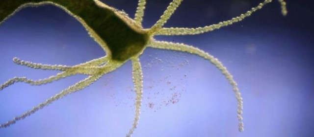 Βίντεο: Τι κρύβεται σε μία σταγόνα στάσιμου νερού;