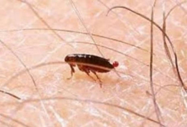 Αχαΐα: Επιδρομή ψύλλων στον Ψαθόπυργο- Εκκενώθηκαν σπίτια