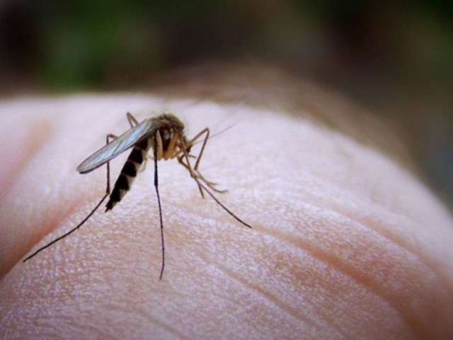 Ένας νεκρός από τον ιό του Δυτικού Νείλου