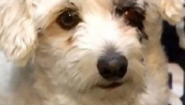 ΣΥΓΚΙΝΗΤΙΚΟ VIDEO: Σκύλος έσωσε παιδάκι από δηλητηριώδες φίδι