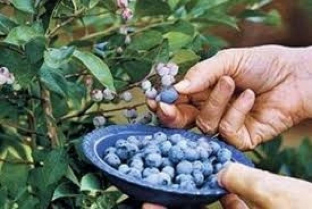 Πρόστιμο σε όσους διατηρούν σπόρους φυτών που δεν είναι εγκεκριμένοι