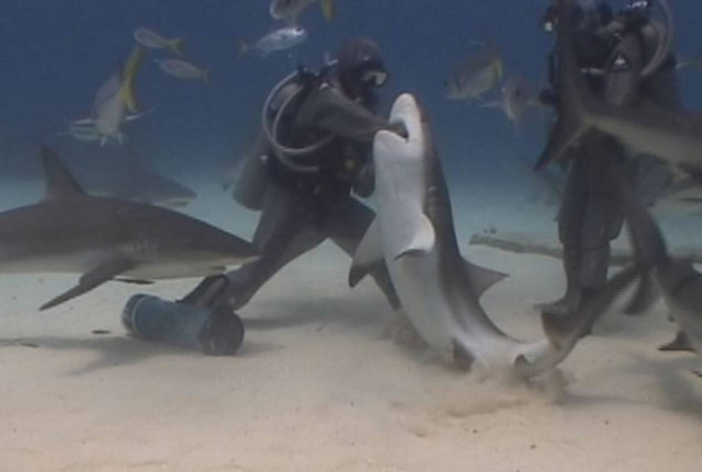 Απίστευτο:Δύτρια έβαλε το χέρι της στο στόμα καρχαρία για να τον σώσει