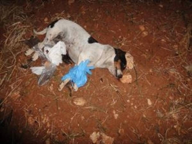 Χανιά: Ψάχνουν αυτόν που κρύβεται πίσω από τις φόλες στον Άγ. Ματθαίο