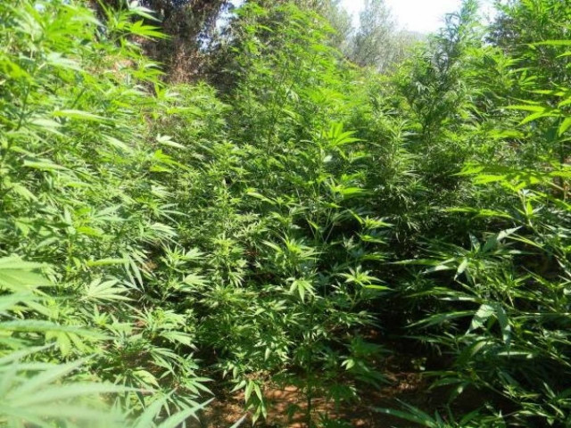 Εντοπίστηκε χασισοφυτεία στα Γρεβενά