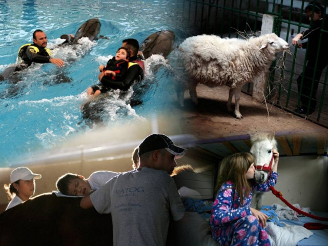 10 ζώα που... κάνουν καλό στην υγεία του ανθρώπου!