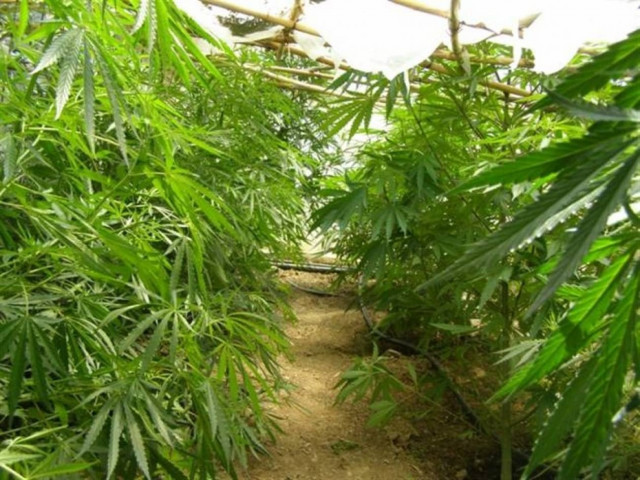 Γρεβενά: Βρέθηκαν σε δάσος 120 δενδρύλλια κάνναβης