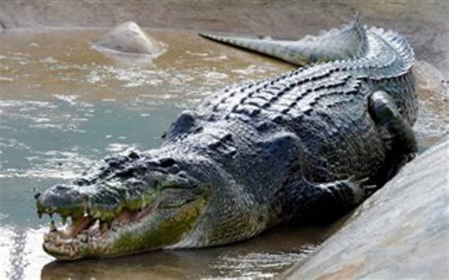 Κροκόδειλος κατασπάραξε 26χρονο στην Αυστραλία